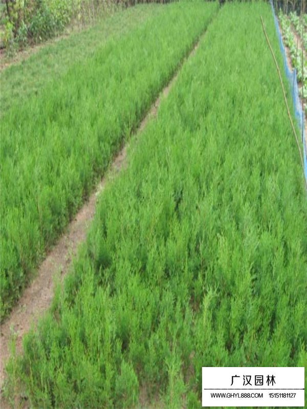 2020側(cè)柏價格(圖1)