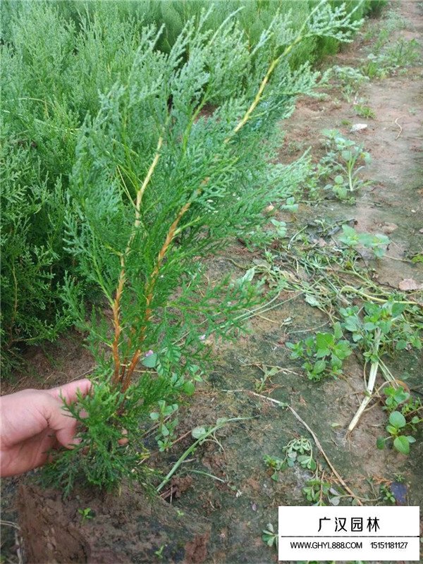 2020側(cè)柏價格(圖2)