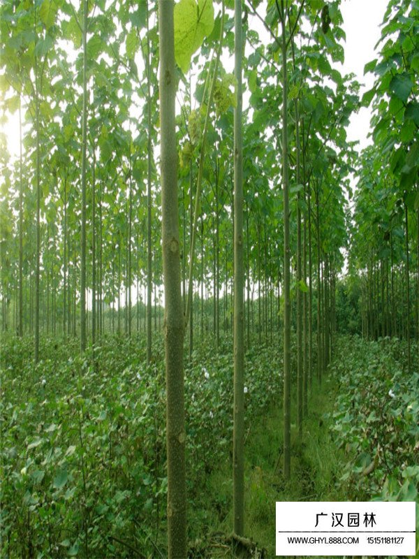 泡桐的價(jià)格(圖4)