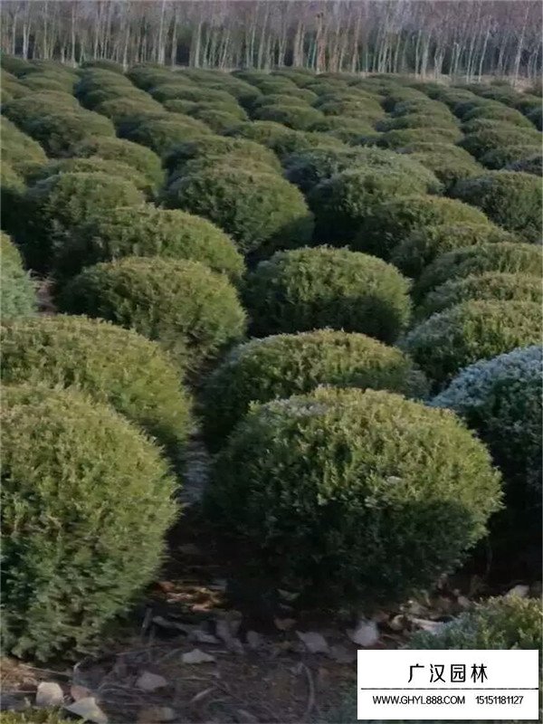 刺柏和刺松之間的區(qū)分(圖3)