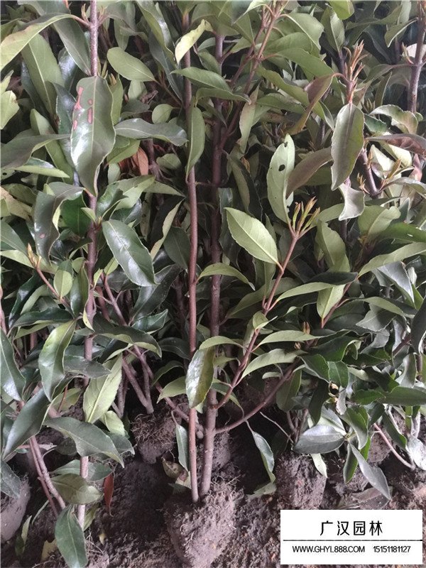 法國冬青的種植注意事項(xiàng)(圖1)