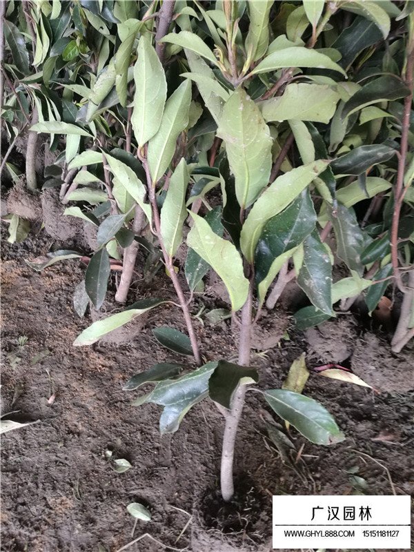 法國冬青種植要點(diǎn)(圖1)