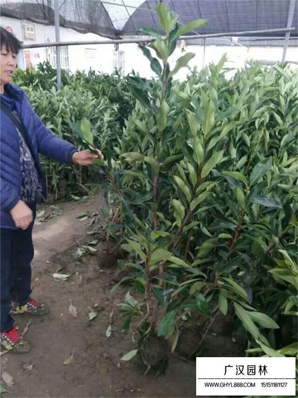 法國冬青種植要點(diǎn)(圖2)