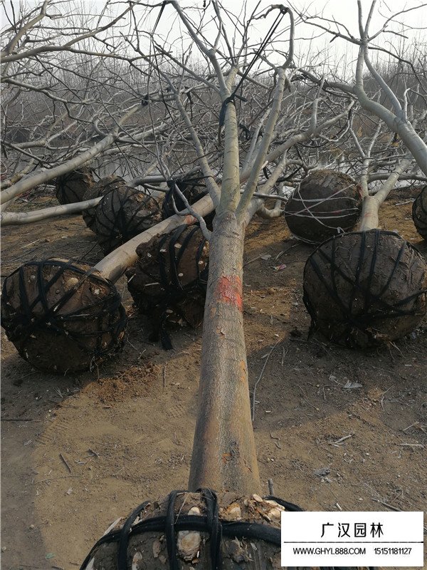 黃山欒樹價格(圖1)