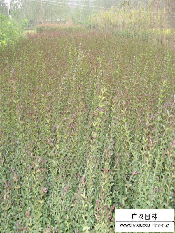 紅葉女貞病害處理(圖2)