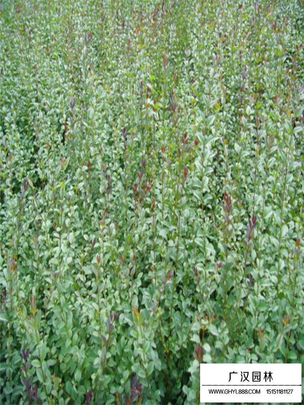 紅葉女貞病害處理(圖3)