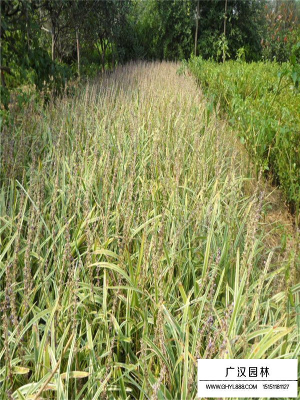 金邊萬年久價(jià)格(圖1)