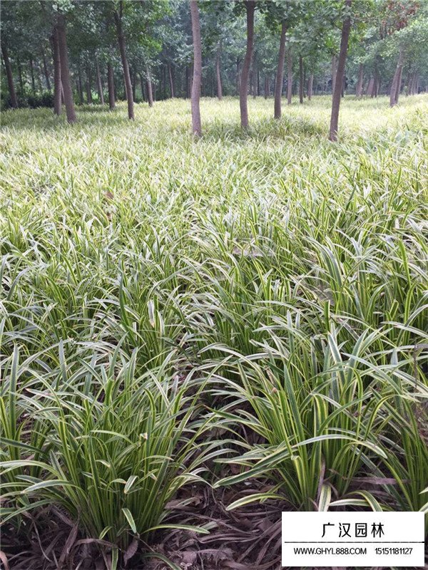 金邊萬年久價(jià)格(圖3)