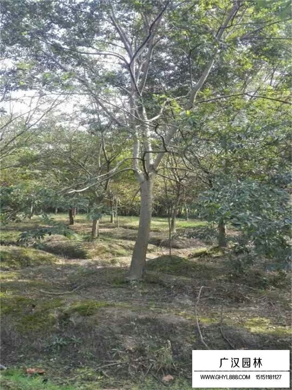 無患子苗木(圖2)