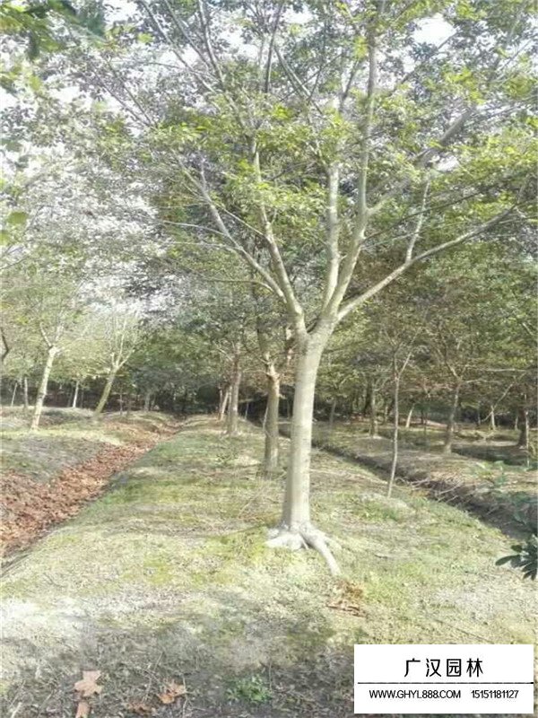 無患子苗木(圖3)