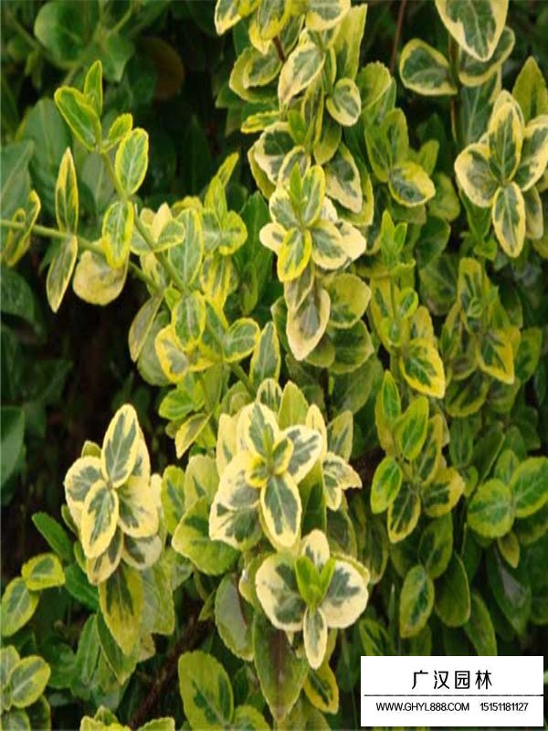 薔薇類與藤本植物的區(qū)別(圖4)