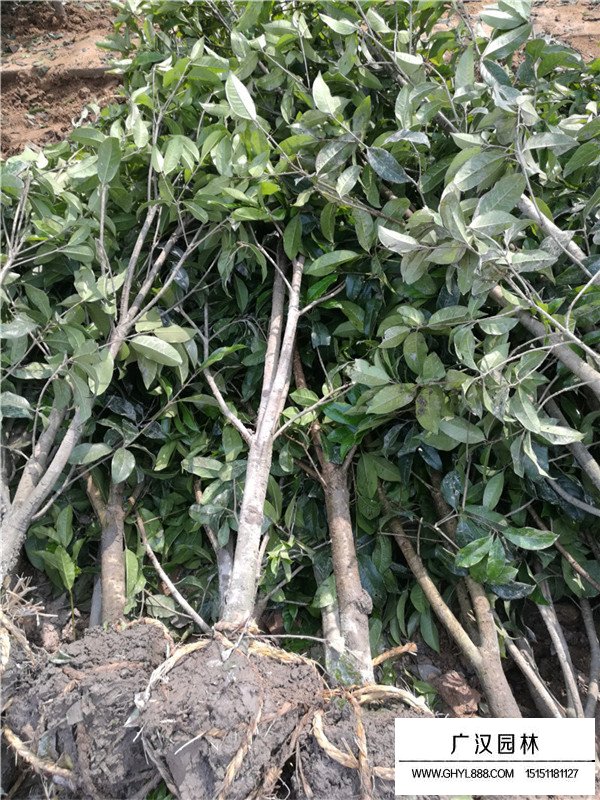 宿遷桂花樹價(jià)格(圖1)