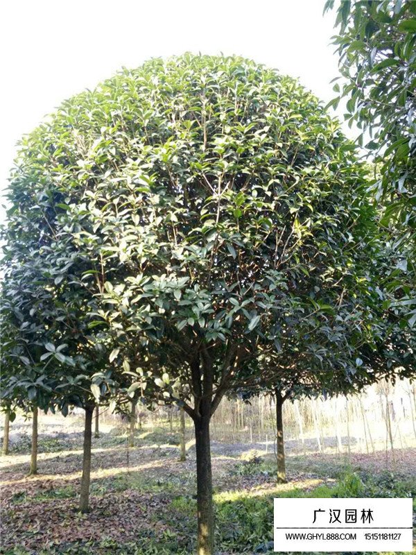 江蘇桂花樹(shù)價(jià)格(圖4)