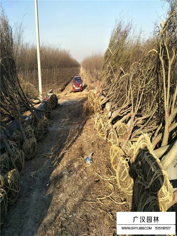 雞爪槭苗價格(圖3)