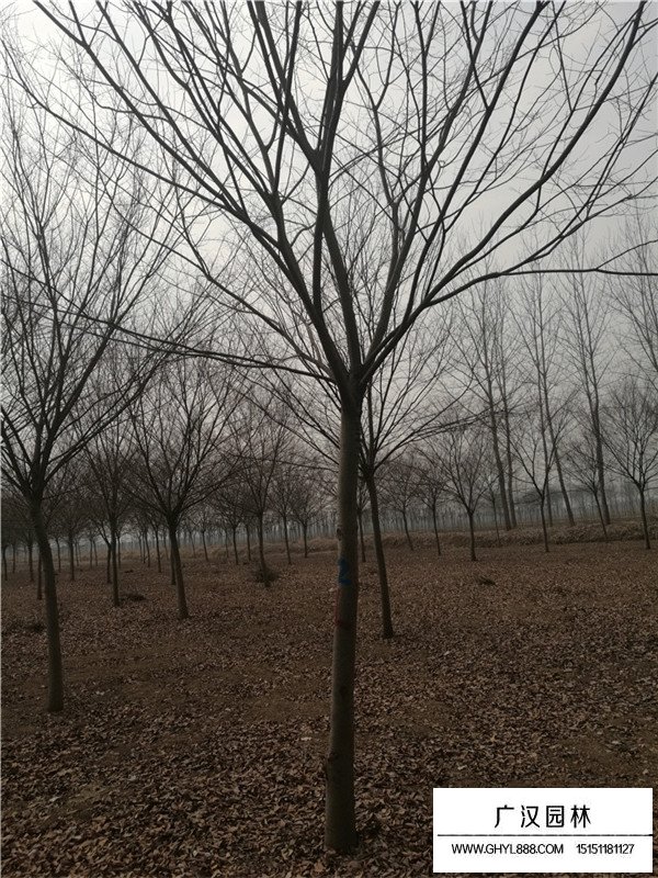 紅櫸樹什么樣(圖2)