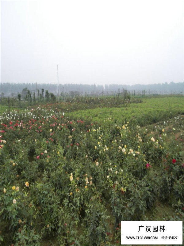 藤本月季扦插(圖1)