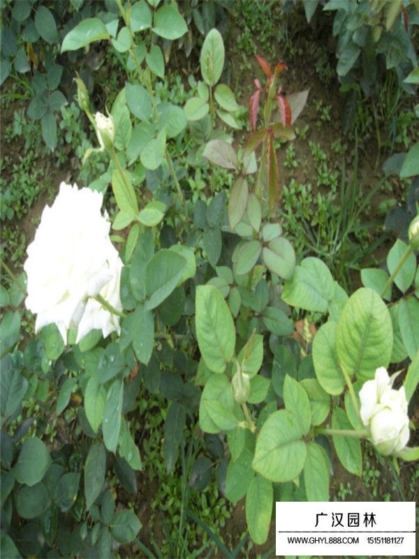 藤本月季扦插(圖4)