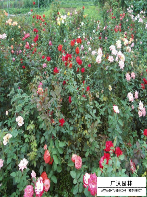 藤本月季扦插步驟(圖3)