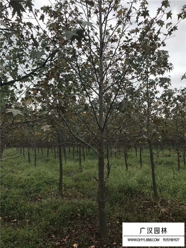 北美海棠苗子價(jià)格(圖2)