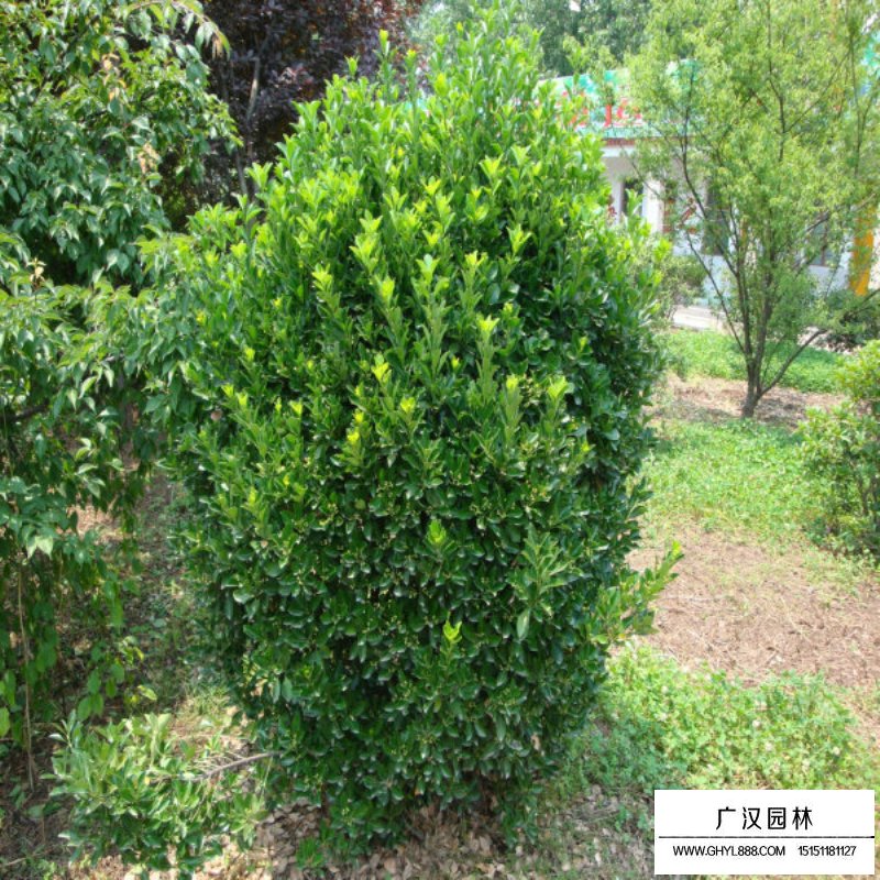 大葉黃楊球價格(圖1)