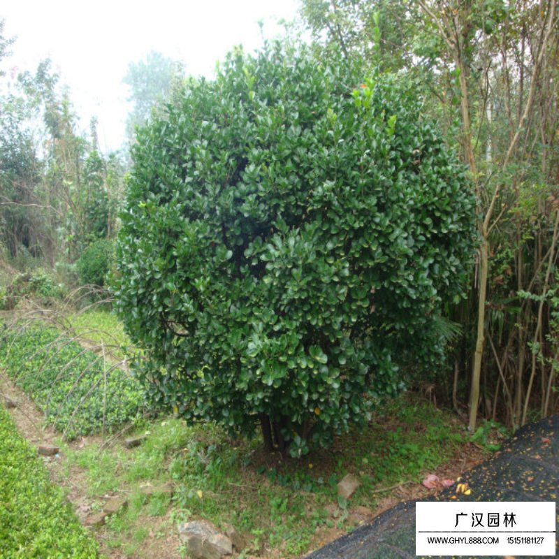 大葉黃楊球價格(圖2)