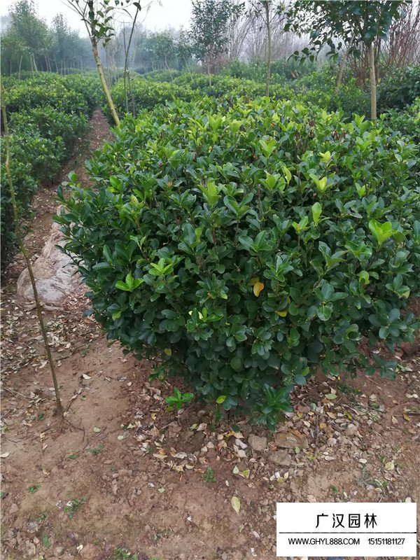 大葉黃楊球價格(圖3)