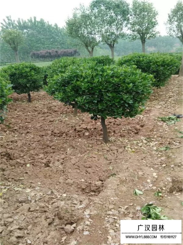 大葉黃楊球多少錢(圖3)