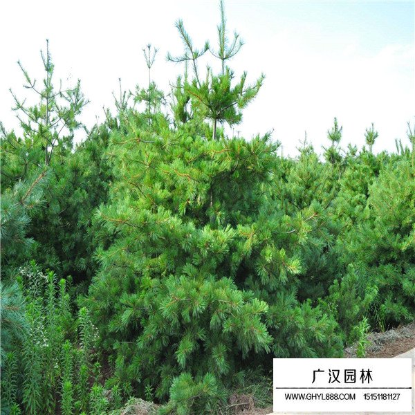 華山松的養(yǎng)殖方式(圖3)