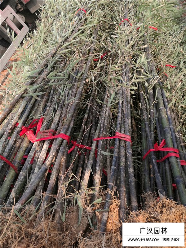 紫竹和金鑲玉竹(圖2)