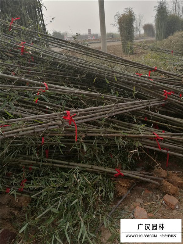 紫竹與金鑲玉竹(圖2)