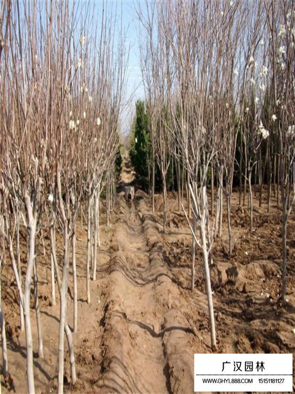 白玉蘭樹管理(圖3)