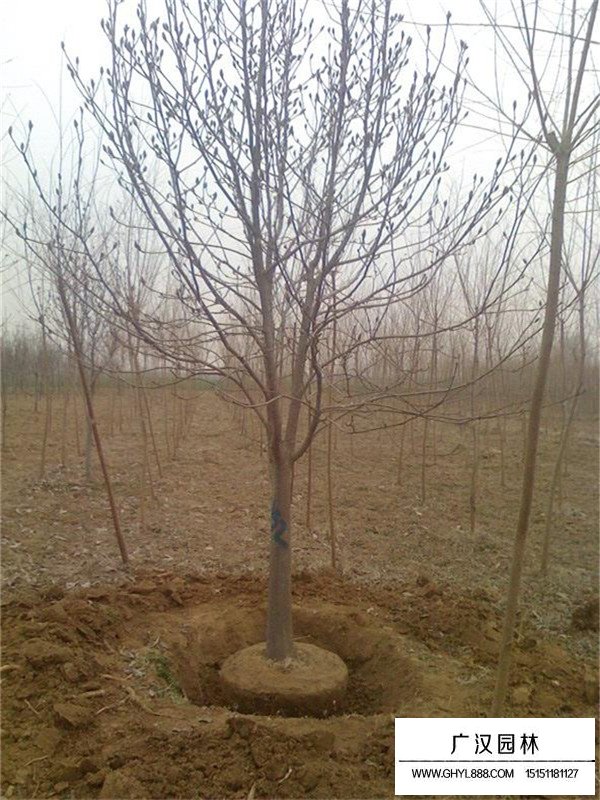 白玉蘭樹管理(圖4)