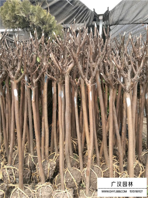 百日紅開花日期(圖3)