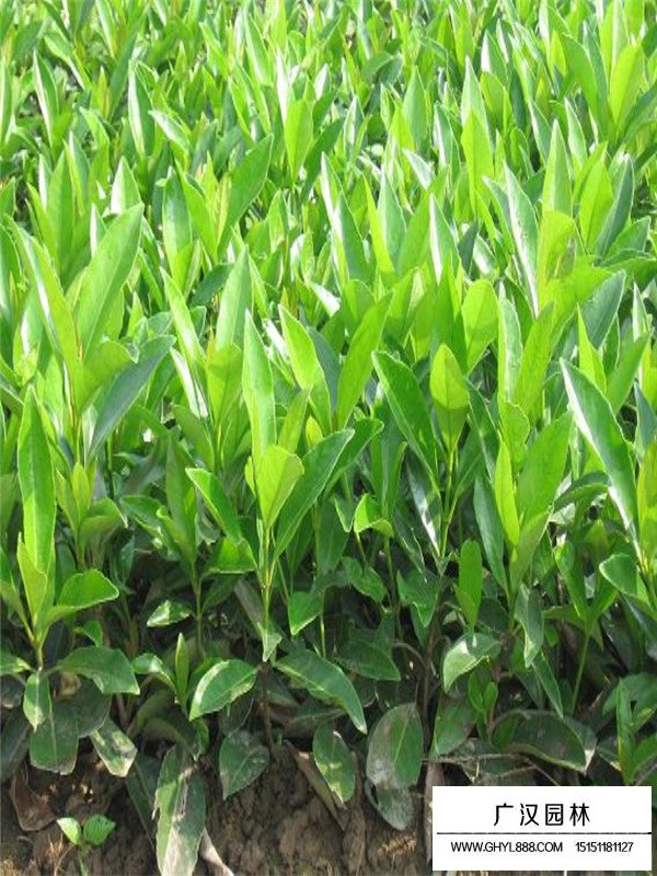 法國冬青田間種植(圖2)