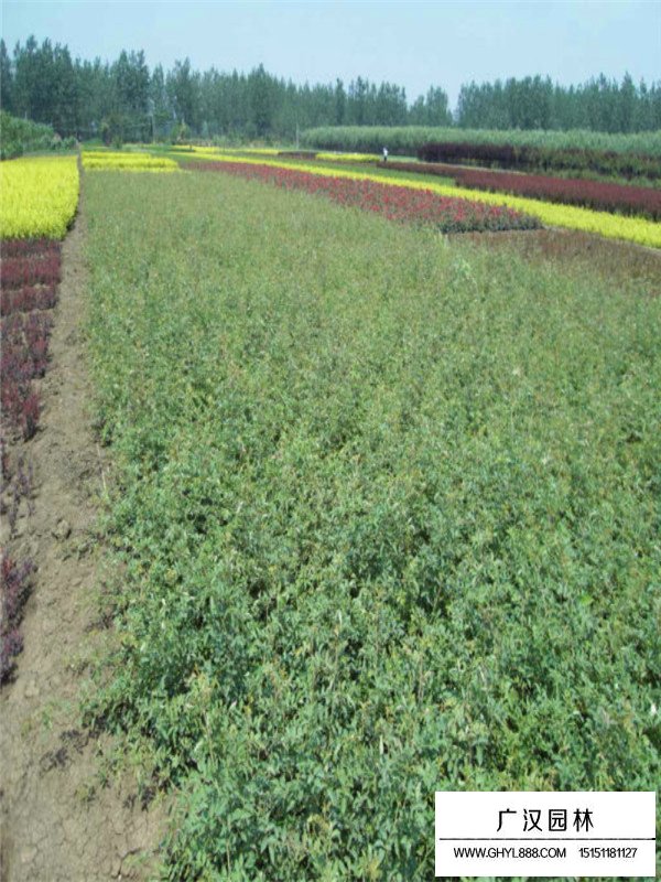 爬墻梅要不要施肥(圖3)