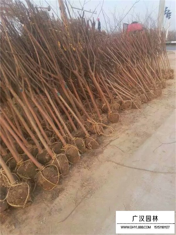 百日紅開花時間(圖2)