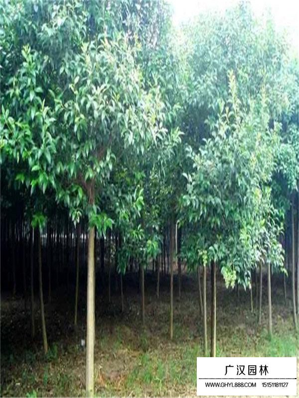 大葉女貞是常綠依然是落葉(圖2)