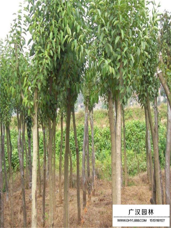 大葉女貞是常綠依然是落葉(圖3)