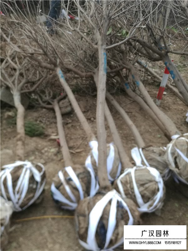 沭陽(yáng)黃櫨樹最新價(jià)格(圖4)