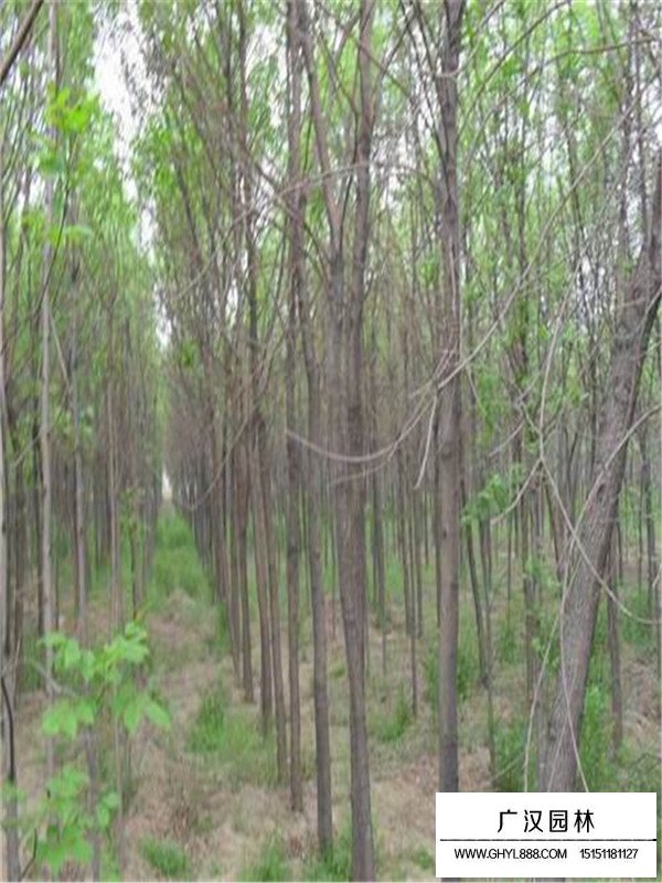 沭陽(yáng)黃櫨樹(shù)價(jià)格(圖4)