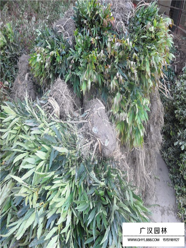 十大功勞樹繁衍(圖1)