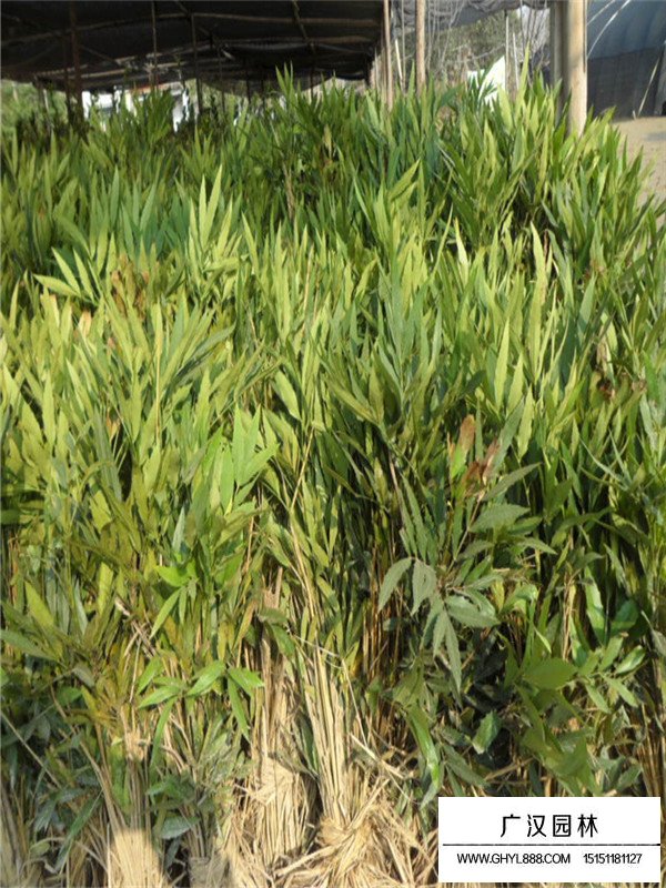 十大功勞樹繁衍(圖2)