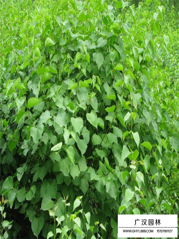 暴馬丁香與普通丁香的區(qū)別(圖4)