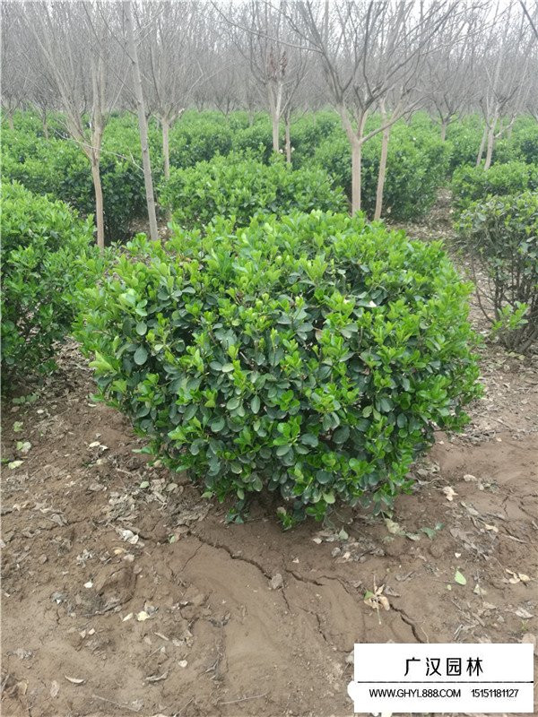 冬青和膠東衛(wèi)矛有啥區(qū)別(圖3)