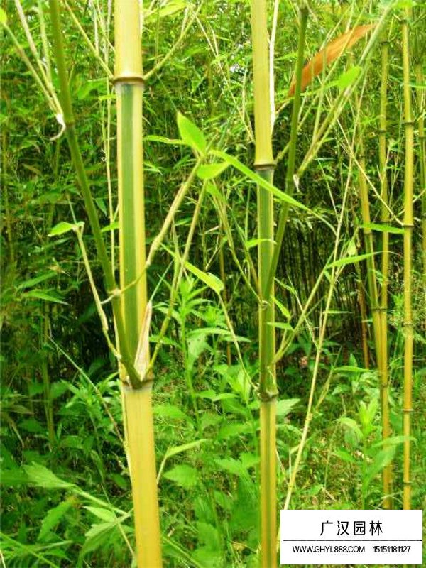 家里種金鑲玉好還是紫竹好(圖4)