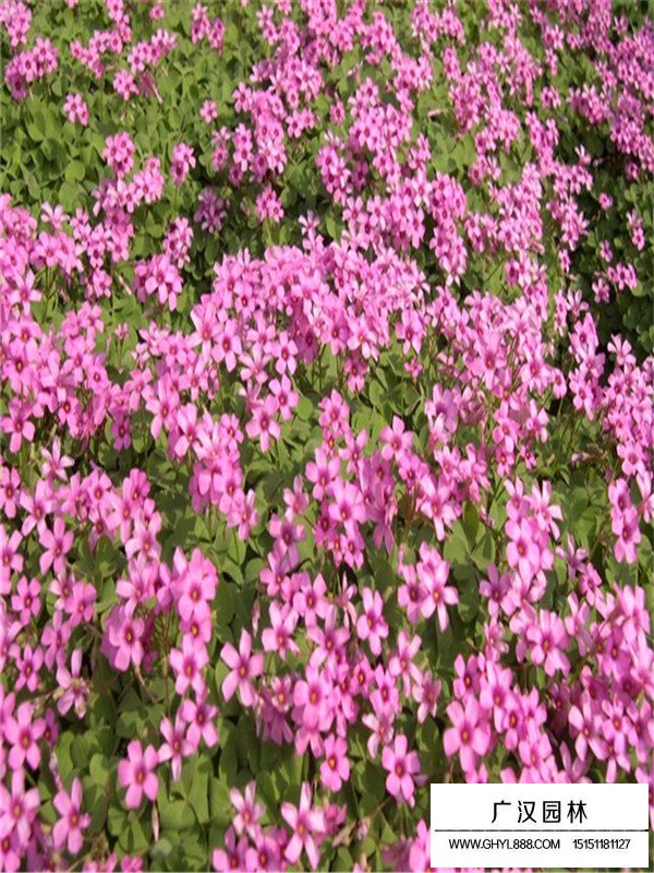 昆明紅花醡漿草(圖1)