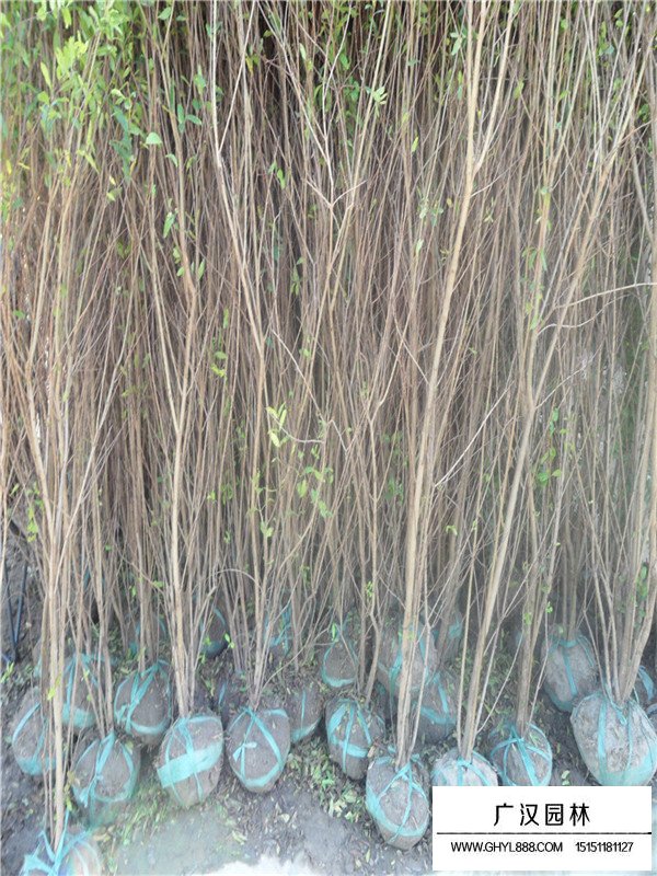 蓬徑180-200cm叢生花石榴(圖4)