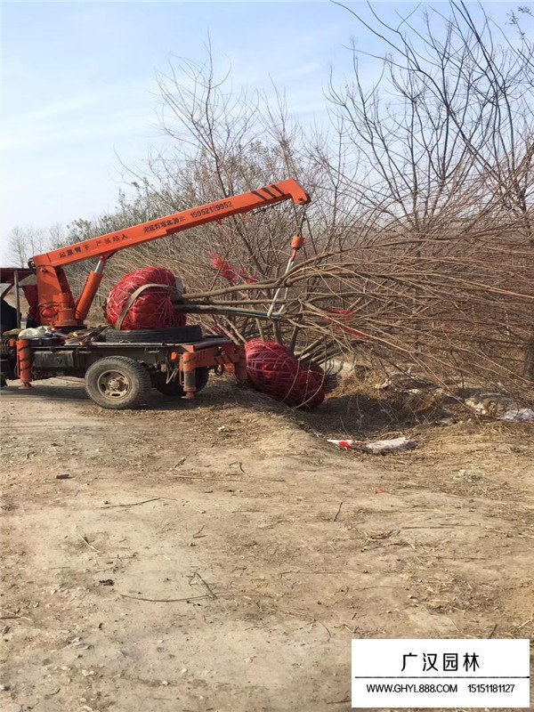 叢生五角楓是喬木嗎(圖2)