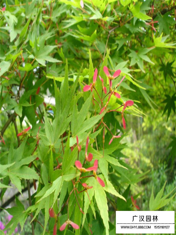 2020最新雞爪槭價格(圖1)