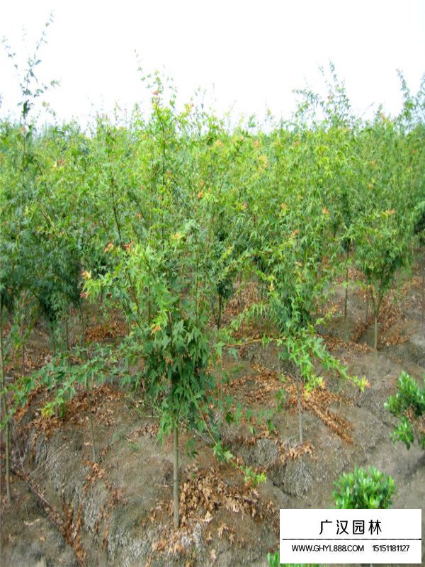 2020最新雞爪槭價格(圖4)